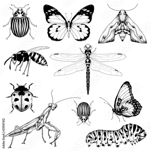 big set of vector insects graphic on a white background isolated hand drawn