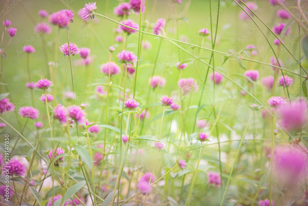 The blurry light design background of pink flowers in a park