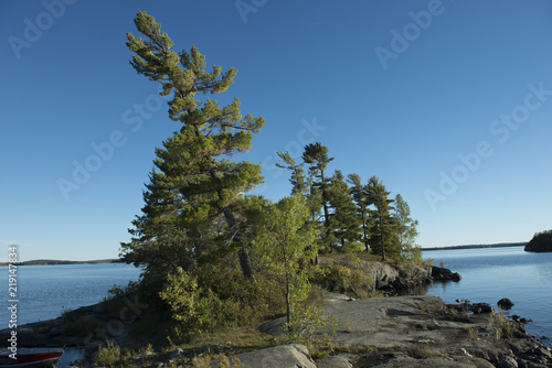 Evergreen Trees on the coast in a lake, Kenora, Lake of The Woods, Ontario, Canada