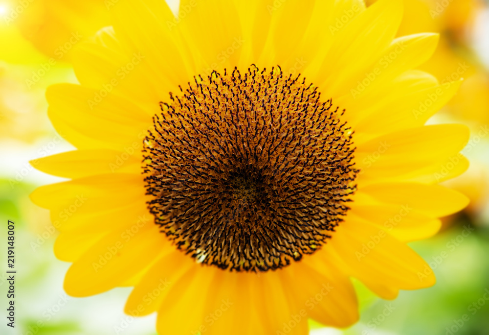 Obraz premium In selective focus of sunflower pollen,show texture and color of pollen,blurry light design background