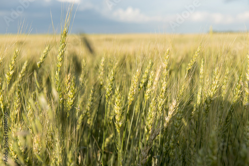 Barley in a field  Lorette  Manitoba  Canada