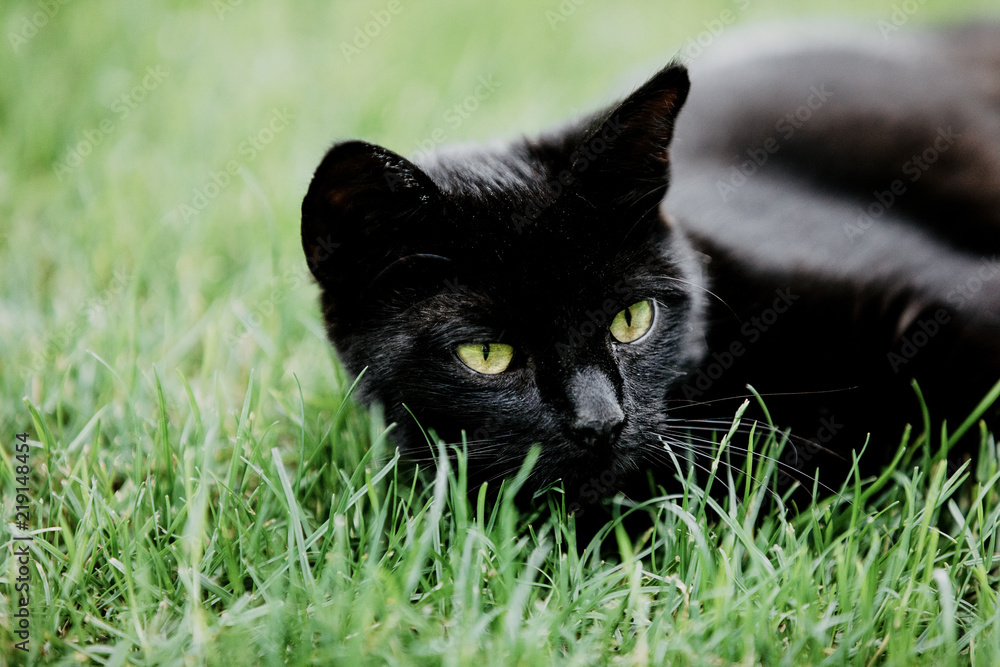 Close-up of black cat lying on green grass and watching something. Black cat superstition as bringer of bad luck or good luck. Black cat appreciation day.