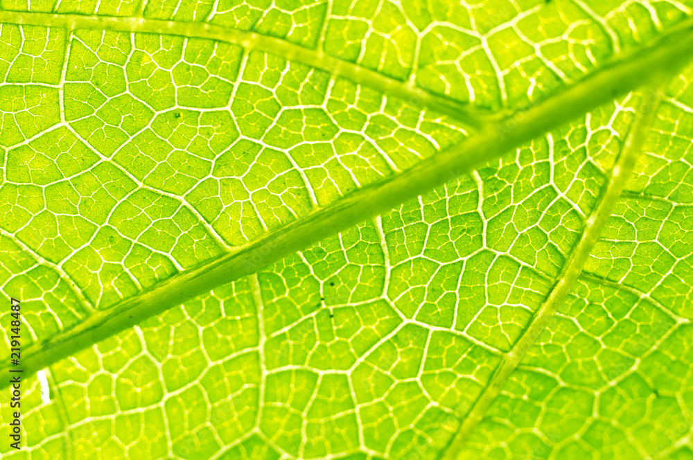 Obraz premium Macro texture of green leaf