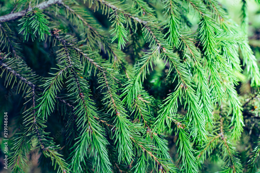 Christmas tree branch Christmas tree branch
