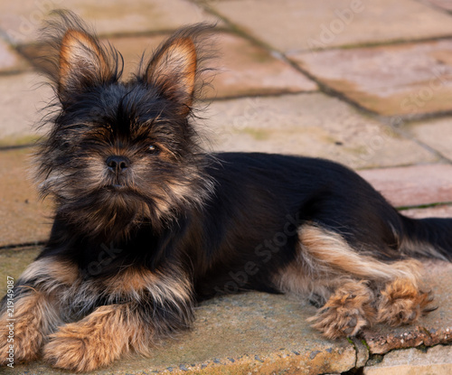 Yorkie x Pekingese puppy lying outdoors in the sun photo