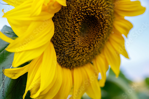 Fototapeta Naklejka Na Ścianę i Meble -  big yellow sunflower against the background of a summer blue sky on a farm