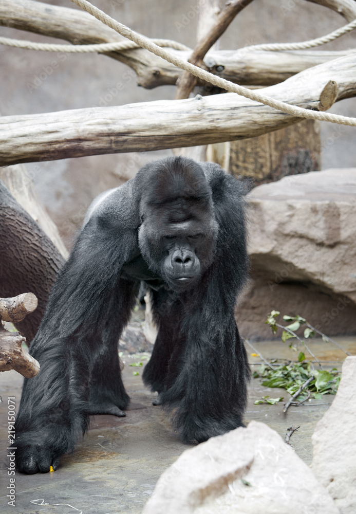 the male gorilla