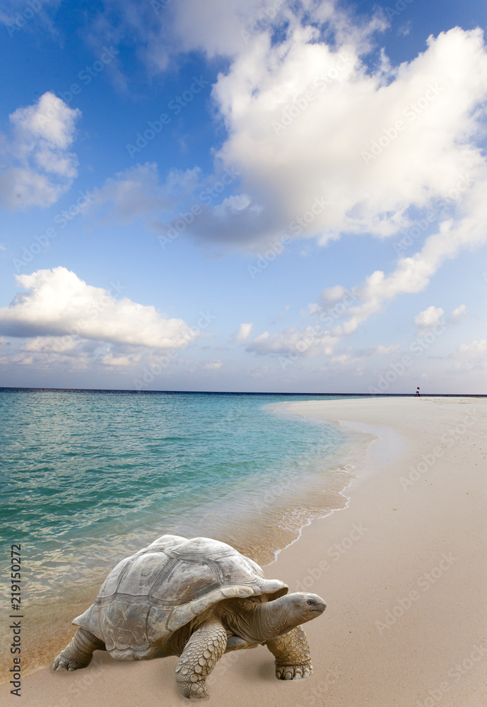 Φωτογραφία Large turtle (Megalochelys gigantea) at the sea edge on background of a tropical landscape