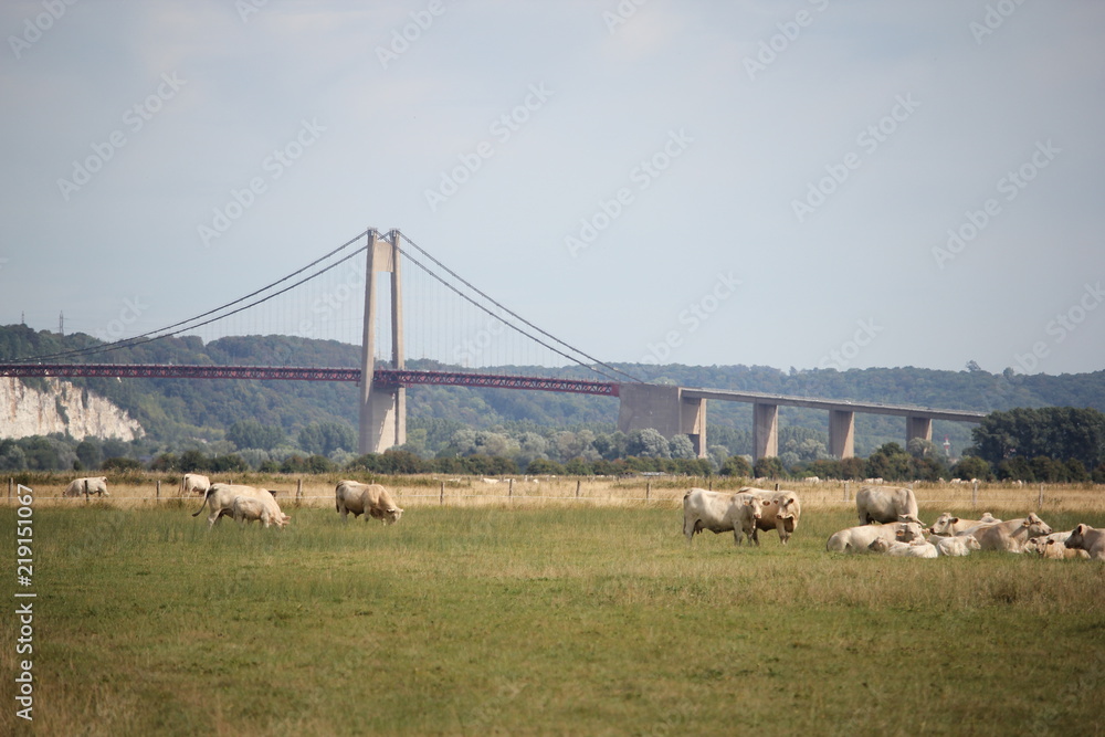 Normandie Marais Vernier pont vaches