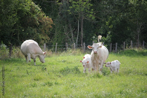 Normandie Marais Vernier vaches