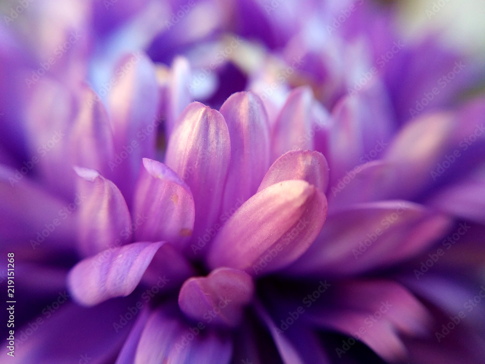 Close up photo of a violet chrysanthemum Close up photo of a violet chrysanthemum