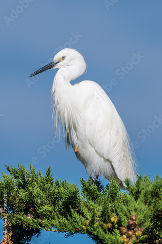 egret resting on a pine tree © Subphoto