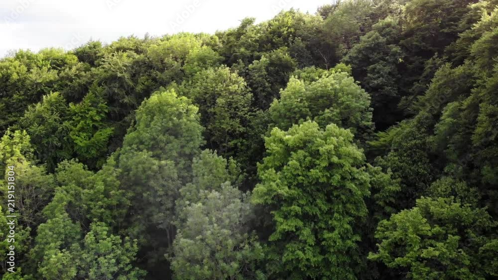 Steigflug über einen Wald bis zu einer Hochebene Steigflug über einen Wald bis zu einer Hochebene