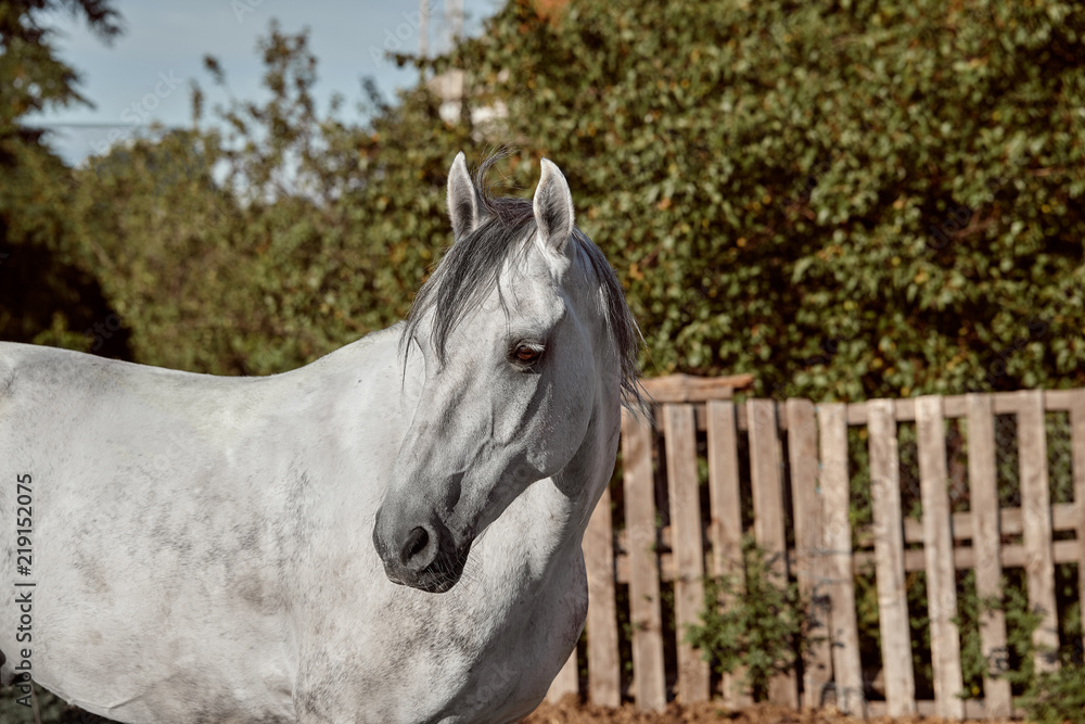 Beautiful grey horse in White Apple, close-up of muzzle, cute look, mane, background of running field, corral, trees Beautiful grey horse in White Apple, close-up of muzzle, cute look, mane, background of running field, corral, trees