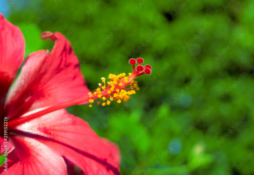 Close up on red Hibiscus flower selective focus. Close up on red Hibiscus flower selective focus.
