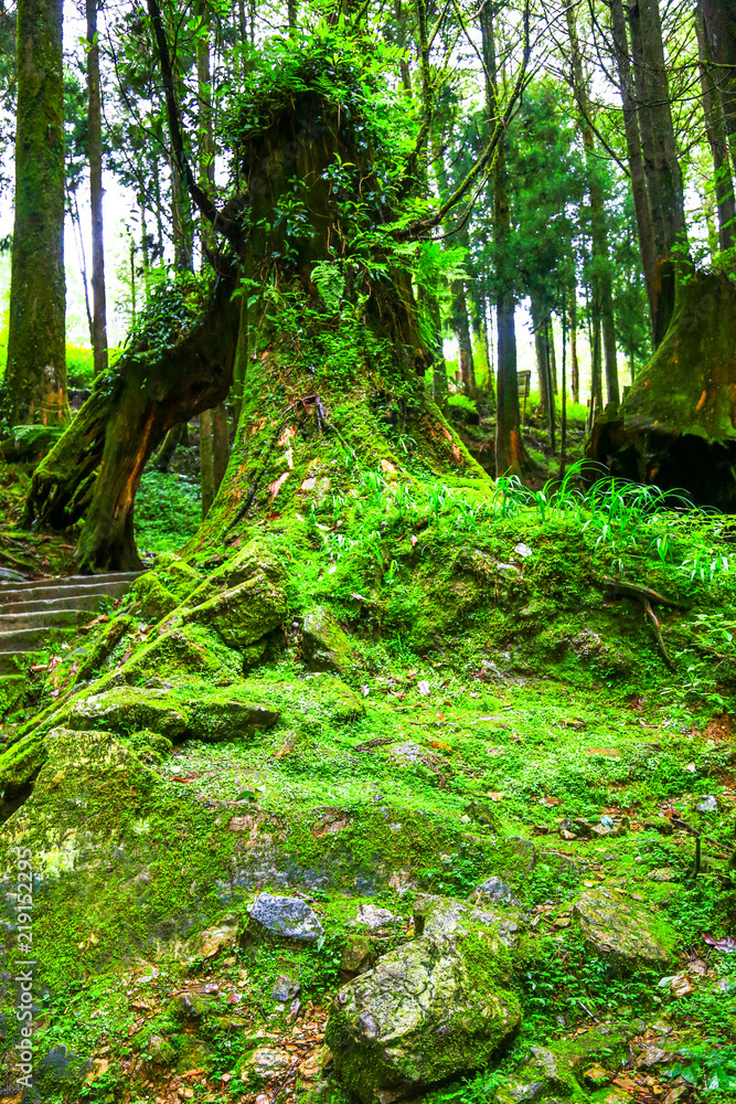 Green lichen at the rain forest, Taiwan Green lichen at the rain forest, Taiwan