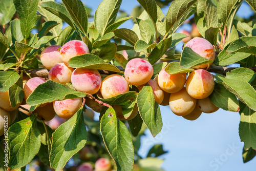 Mirabelle (Prunus domestica subsp. syriaca)  photo