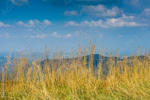 Primo piano con erba gialla e paesaggio montano sullo sfondo 2