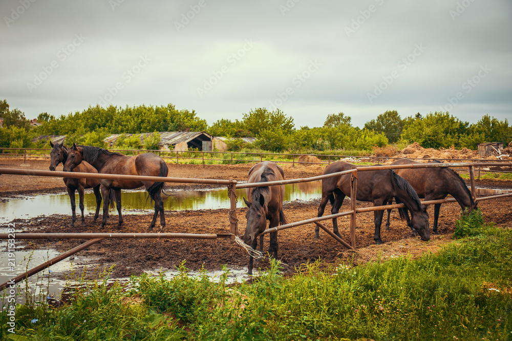 Beautiful horses in pen on farm eat hay, cute domestic animal in livestock in rural countryside