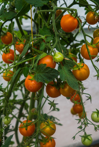 Huge bunches of yellow cherry tomatoes in a greenhouse on a farm