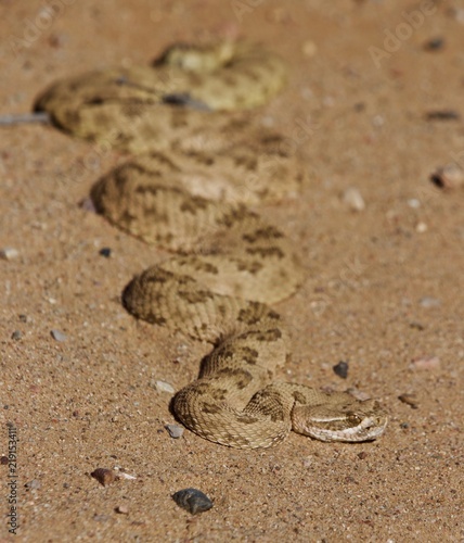 A rattle snake absorbing the morning heat from the sun in the sand