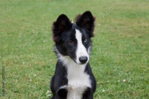 Cute yakutian laika puppy with different eyes is sitting on a green meadow. Pet animals. photo