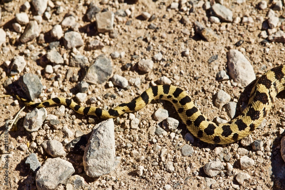 Fototapeta premium Colorful Patterned Snake tail on dirt road