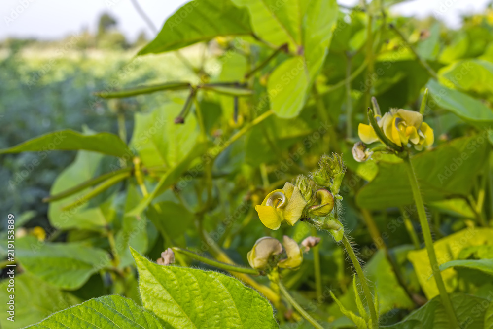 field of mung bean, during the formation of the crop. Flowering and swelling of beans in pods field of mung bean, during the formation of the crop. Flowering and swelling of beans in pods