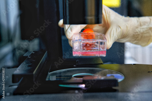 The researcher is using microscope with cell culture flask for monolayers cells in the culture medium to do the lab test in the research of drugs or chemicals at the laboratory room.