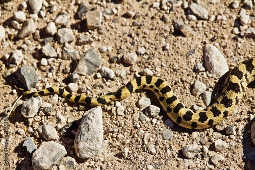 Colorful Patterned Snake tail on dirt road