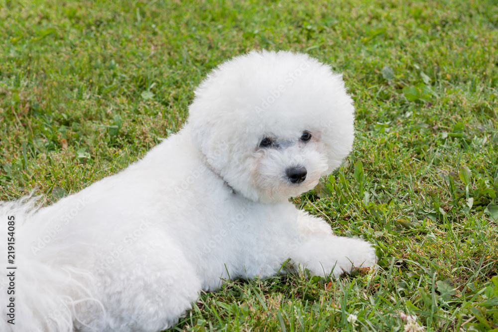 Cute bichon frise is lying on a green meadow. Purebred dog.