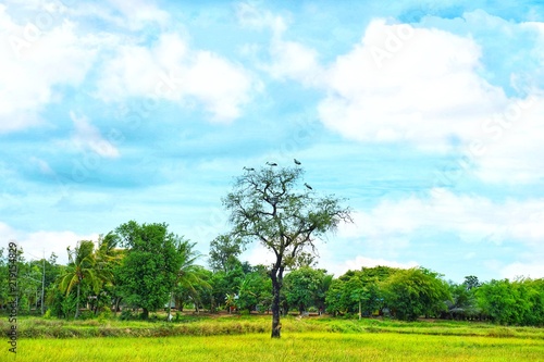 A Egret standing on the top of the tree and eating grass and a view of rice fields for countryside feeling of thailand.