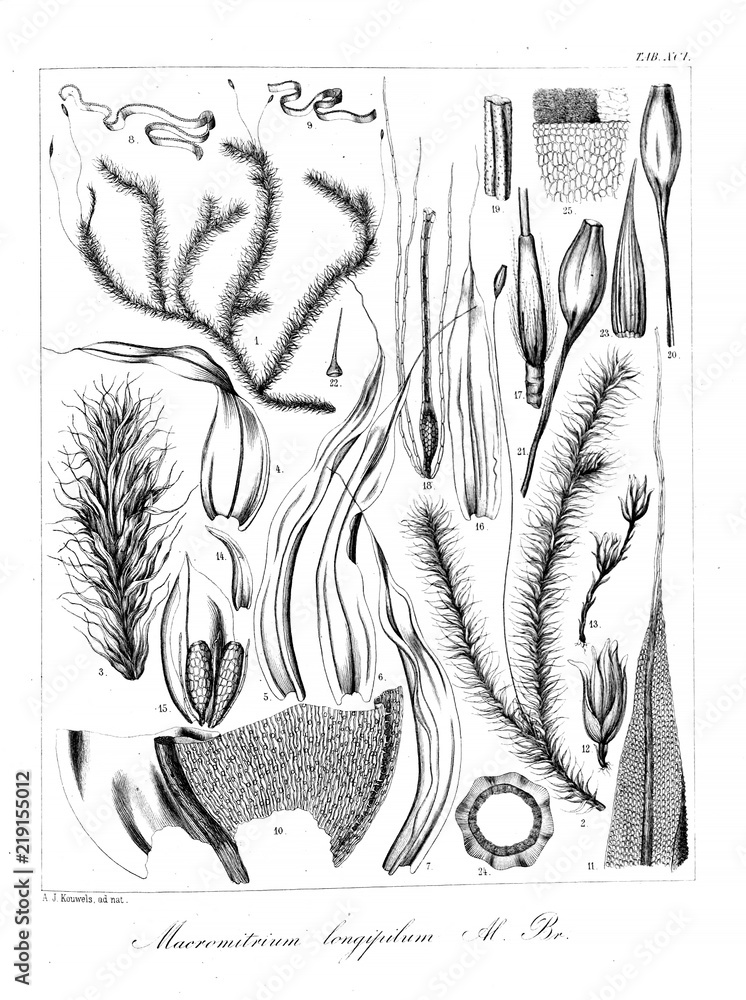 Naklejka Illustration of algae