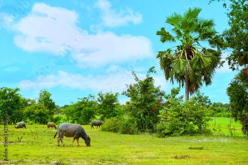 Water buffalo standing and eating grass and a view of rice fields for countryside feeling of thailand.