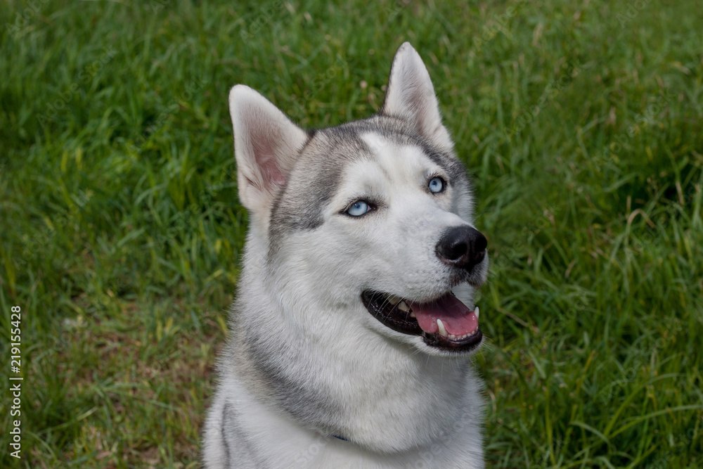 Cute siberian husky is sitting on a spring meadow. Pet animals.