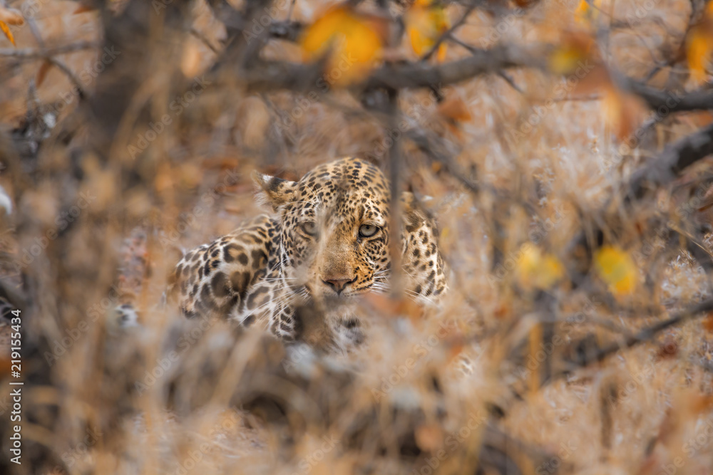 Fototapeta premium Lampart w Parku Narodowym Krugera w RPA; Gatunek Panthera pardus z rodziny kotowatych