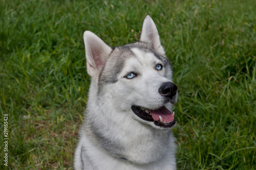 Cute siberian husky is sitting on a spring meadow. Pet animals.