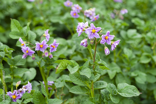 Flowering potatoes, Solanum tuberosum