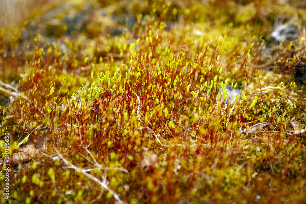 Polytrichum commune close up in a spring forest Polytrichum commune close up in a spring forest
