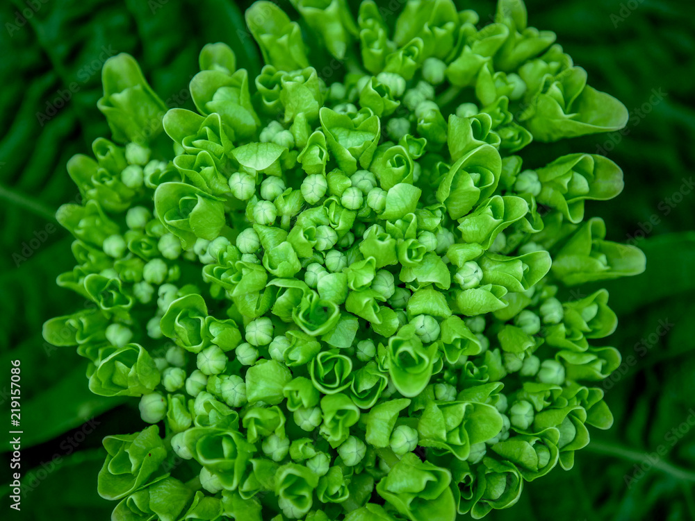 background texture green ivy bush wall in garden background texture green ivy bush wall in garden