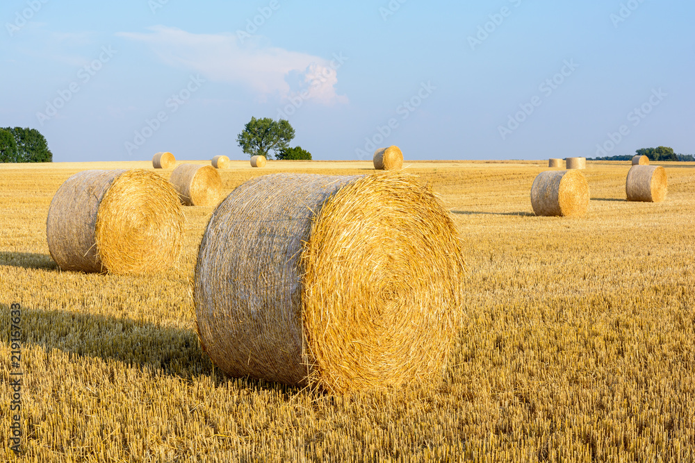 Round bales of straw scattered at sunset in a field of wheat recently harvested in the french countryside.