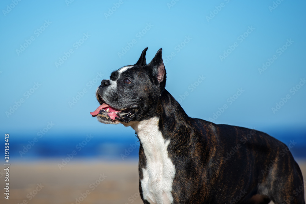 close up portrait of a german boxer dog on the beach