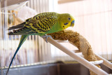 Parrot eats from dry ear grass. Cute green budgie sits in cage