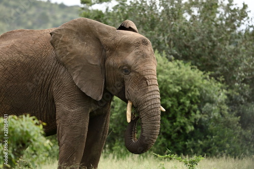 Male Elephant  Kruger National Park