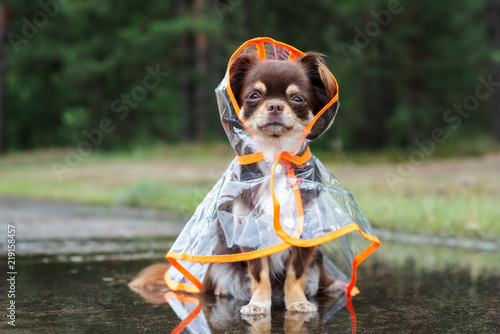 chihuahua dog sitting in a puddle in rain coat