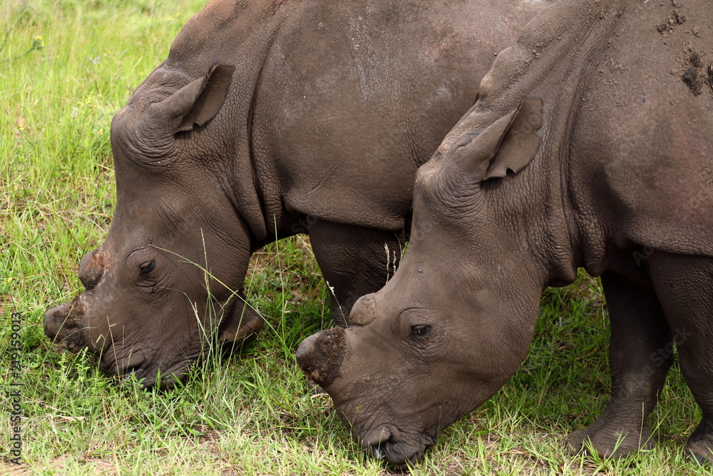 Fototapeta premium Missing Horn Rhinos, Kruger National Park