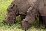Missing Horn Rhinos, Kruger National Park