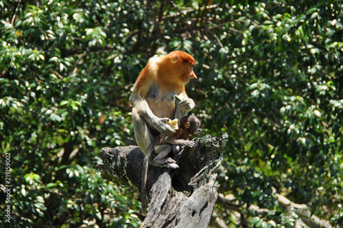 Proboscis monkeys on Borneo