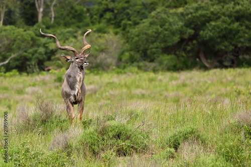 Male Kudu  Kruger National Park