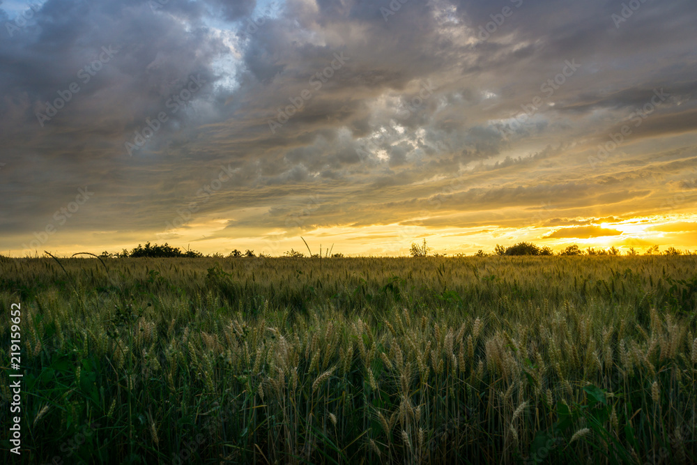 Rural wheat field nature landscape on sunset